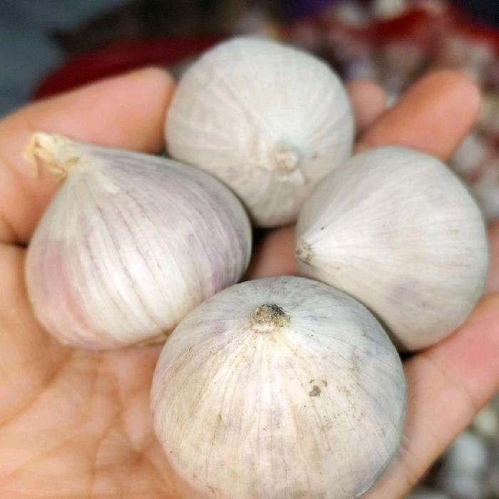 Bawang putih tunggal Super Jumbo - 500 Gram