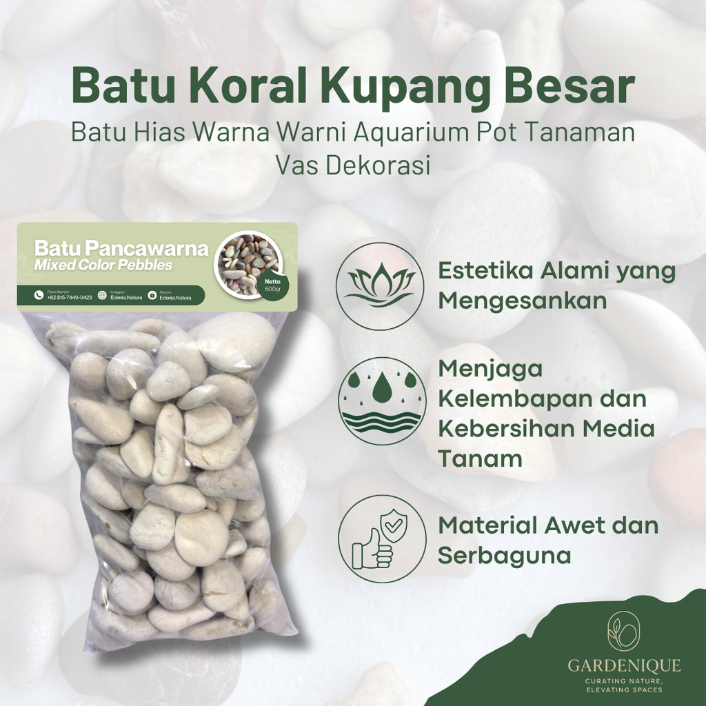 Batu Koral Kupang Besar 1kg | Batu Aquarium | Batu Taman | Dekorasi Pot | Siap Pakai