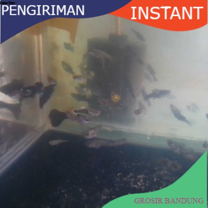 bibit / benih ikan hias guppy cendolan  per ekor GROSIR BANDUNG