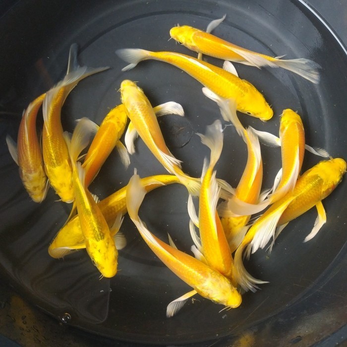 Ikan Koi Ogon 28 cm Slayer Cakep Bgt Penghias Kolam Kesayangan bisa cod Garansi sampai tujuan