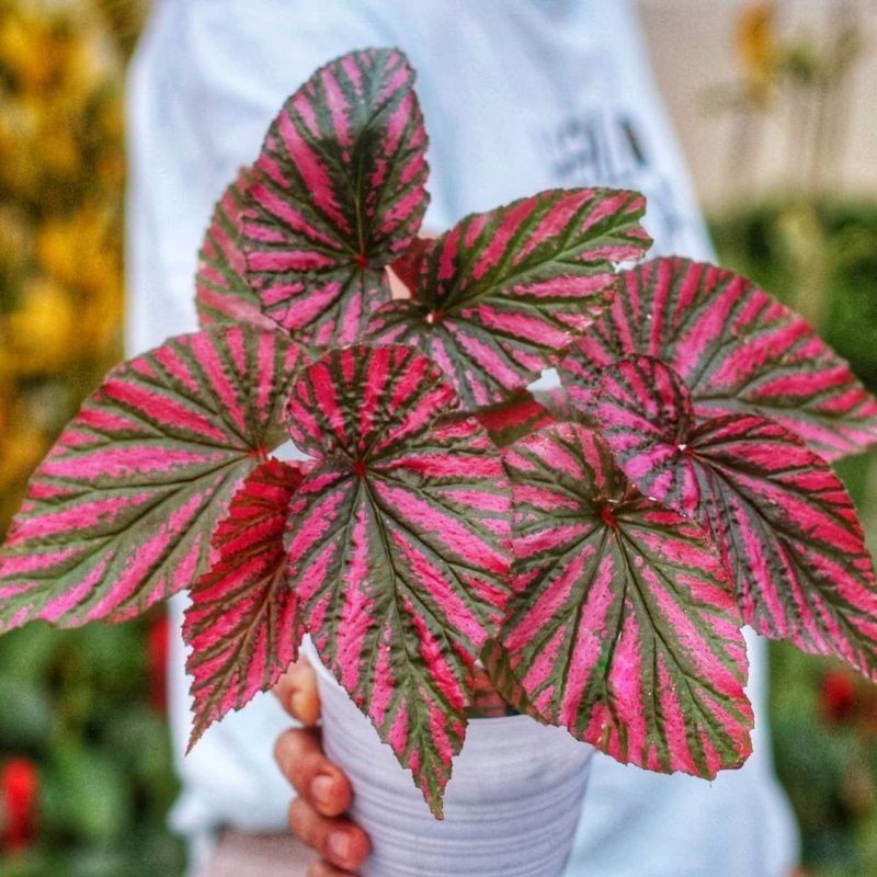 PROMO Tanaman hias begonia revirimosa / begonia rex wallet walet / begonia violet bremosa + pot read