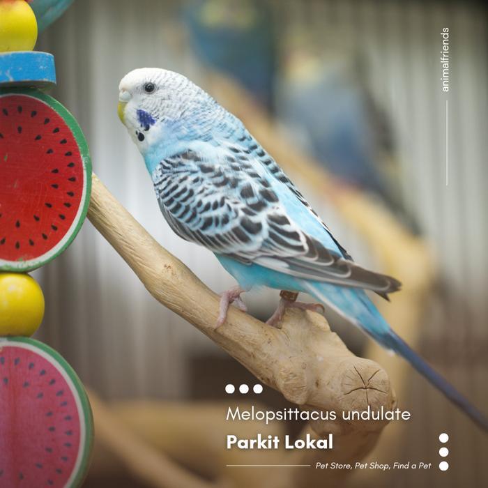 Burung Parkit Lokal