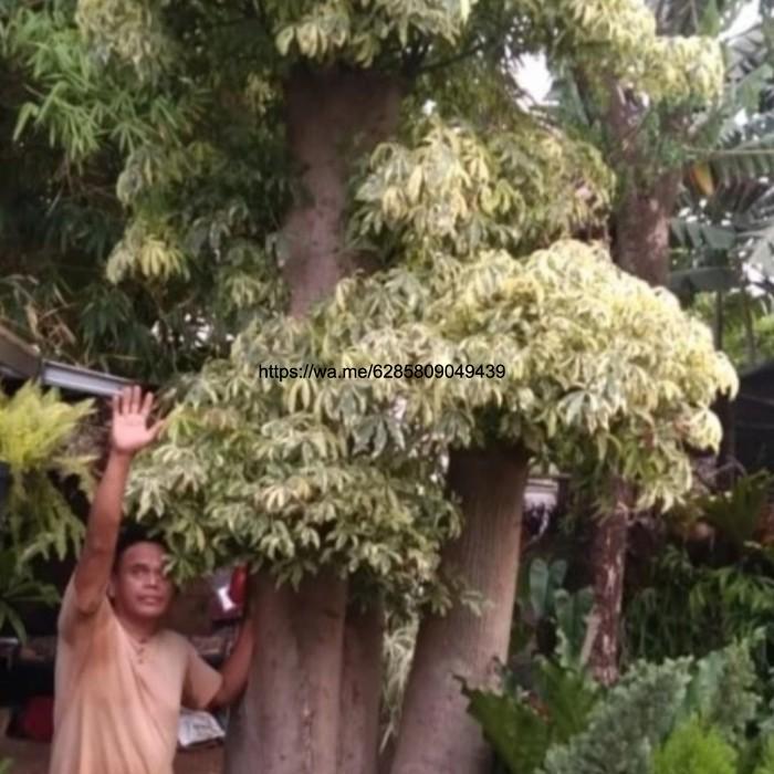 kapuk randu varigata/bonsai randu varigata besar