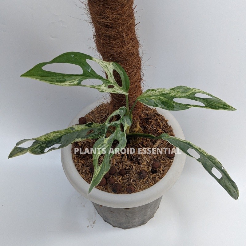 Monstera Janda bolong varigata original - Tanaman  janbol varigata lokal