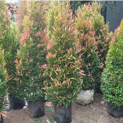 bibit tanaman hias pucuk merah 1,5 meter rimbun