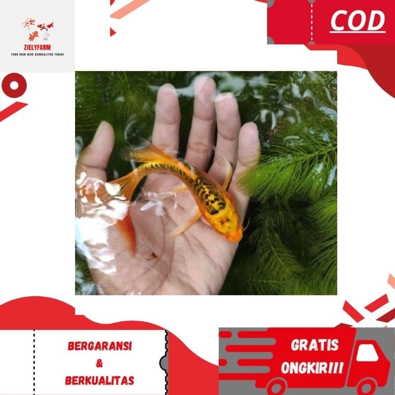 Terbaru Ready Paket 10 Ekor Koi Metalik Slayer Sisik Naga Size 8-10 Cm Full Gondrong Warna Mix Berga