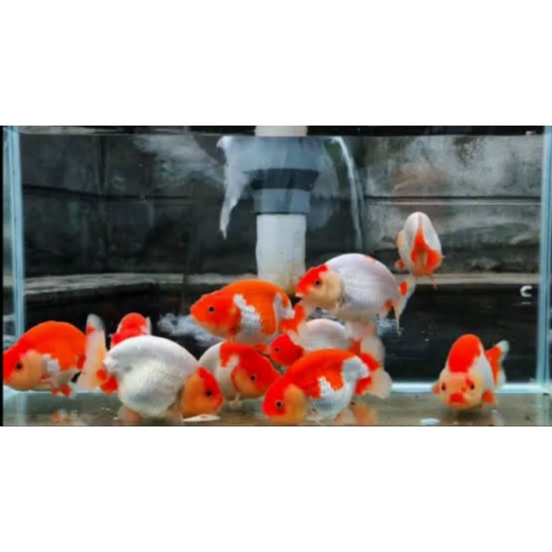 rancu red white RW size 9-11cm berkualitas ranchu