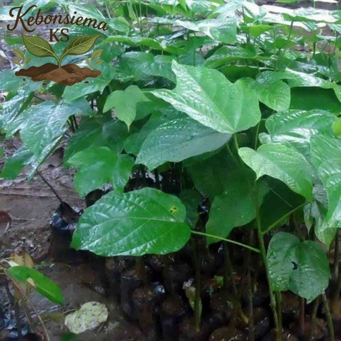 BIBIT TANAMAN KLUWEK/picung/bibit pohon kepayang