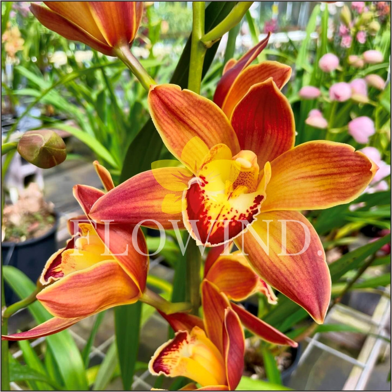 Bunga Aggrek Tanah Cymbidium Aussie Kusuda Shining Bold One Dewasa Siap Berbunga
