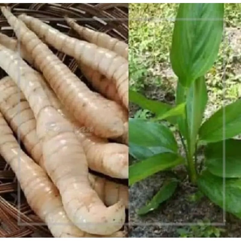 Promo COD BIBIT UMBI GARUT SIAP TANAM  Raja.Bonggol