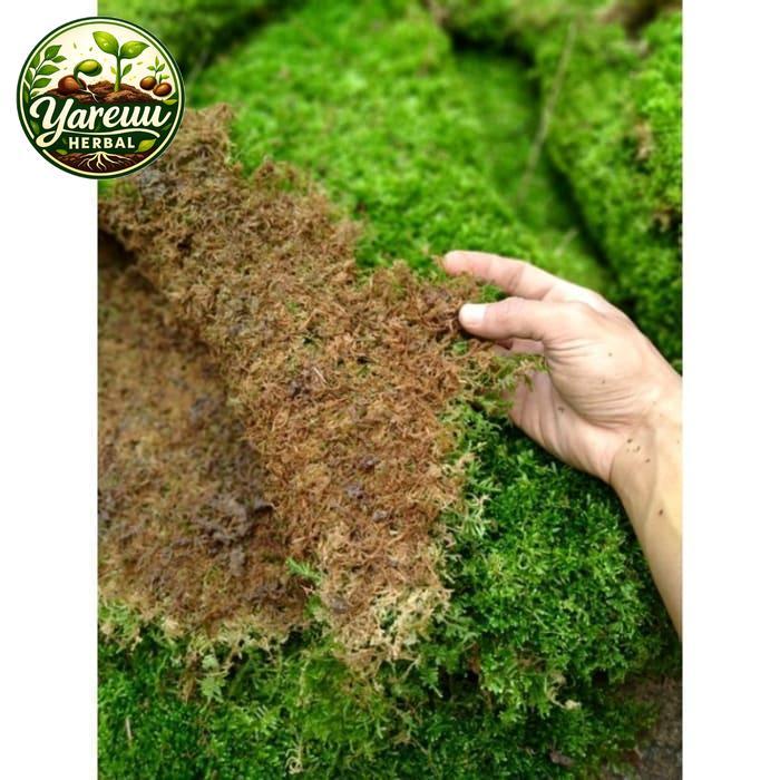 Lumut hutan borneo / lumut hidup / moss sphagnum per 1/2 talgbe 3628bb
