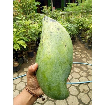bibit mangga mahatir okulasi tanaman buah- pohon mangga mahatir