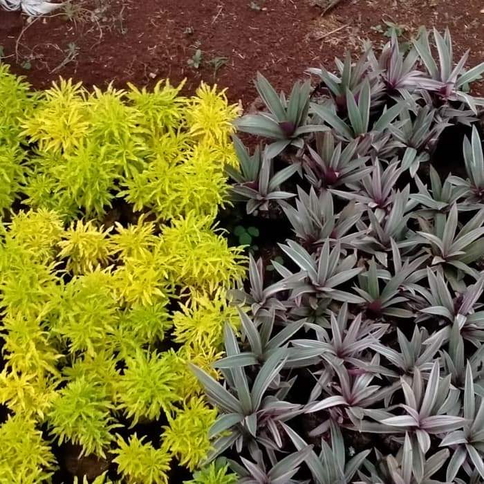 (002) PROMO Tanaman Hias Brokoli Kuning Beli 1 Gratis Adam Hawa 1