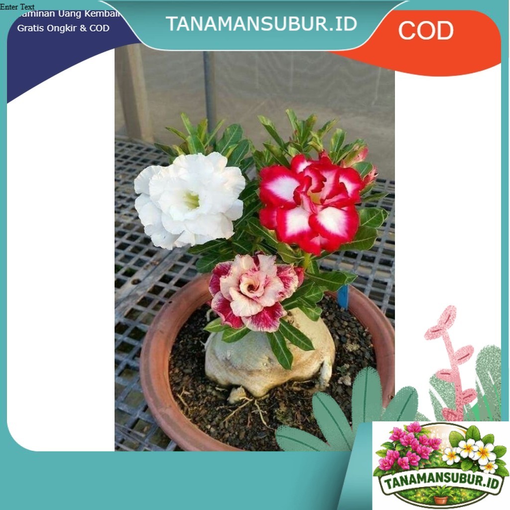 ( BISA COD ) TERMURAH Tanaman Hias Bunga Adenium Obesum Bunga Tumpuk 3 Warna - Adenium Kamboja Jepan