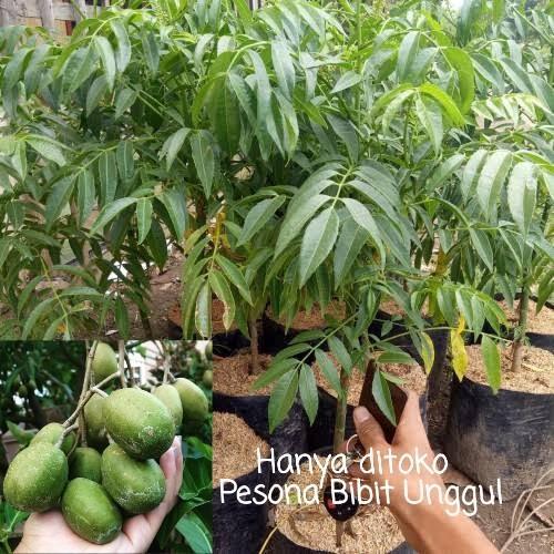 Bibit Kedondong mini Buah lebat Bibit Tanaman Super Unggul CV GLAMOUR ID