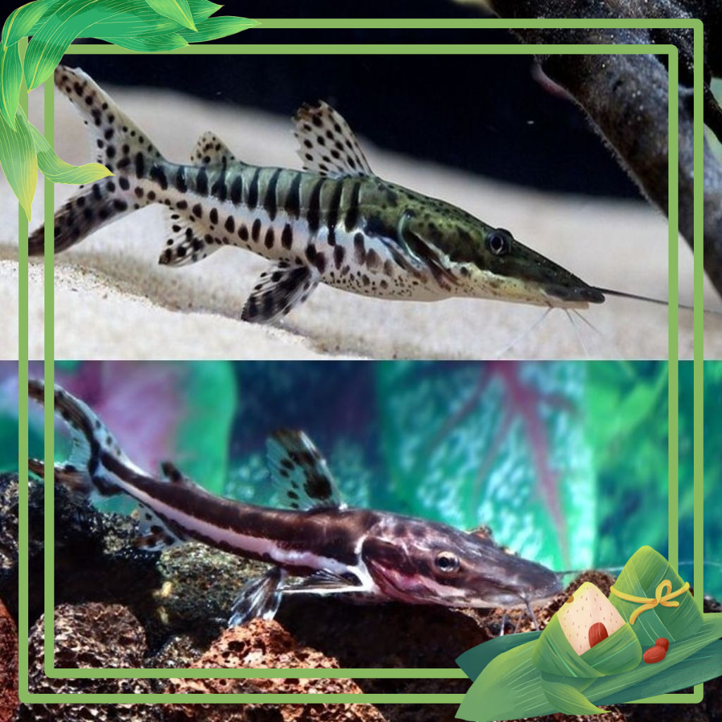 Ikan Hias TSN Size 9-11 cm Hiasan Aquarium predator