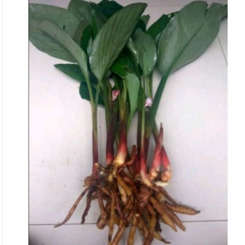 Bibit temu kunci per pohon - benih temu kunci unggul  Raja.Bonggol