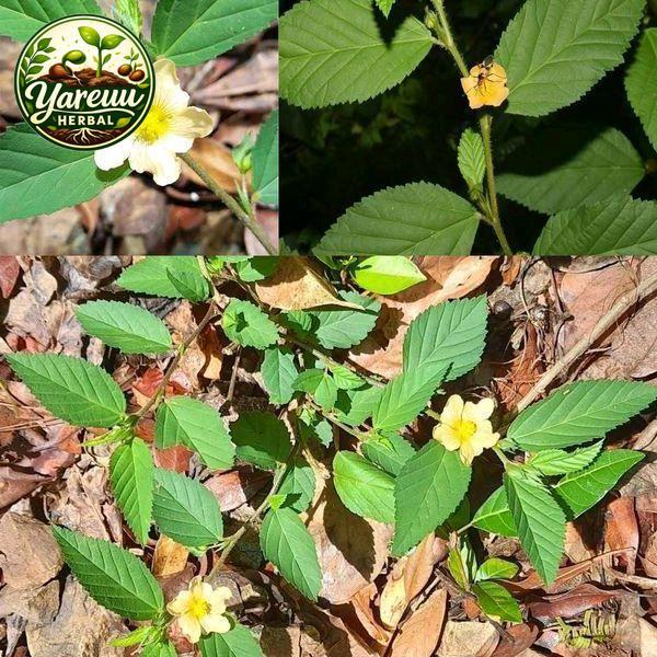 DAUN SIDAGURI TANAMAN OBAT HERBAL - 500gm