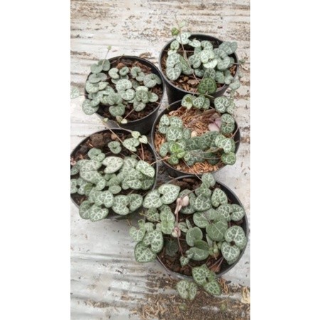 Tanaman Hias string of heart (ceropegia)