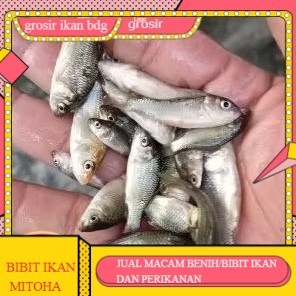 bibit ikan mas ukuran 1 jari per ekor   GROSIR BANDUNG PER EKOR
