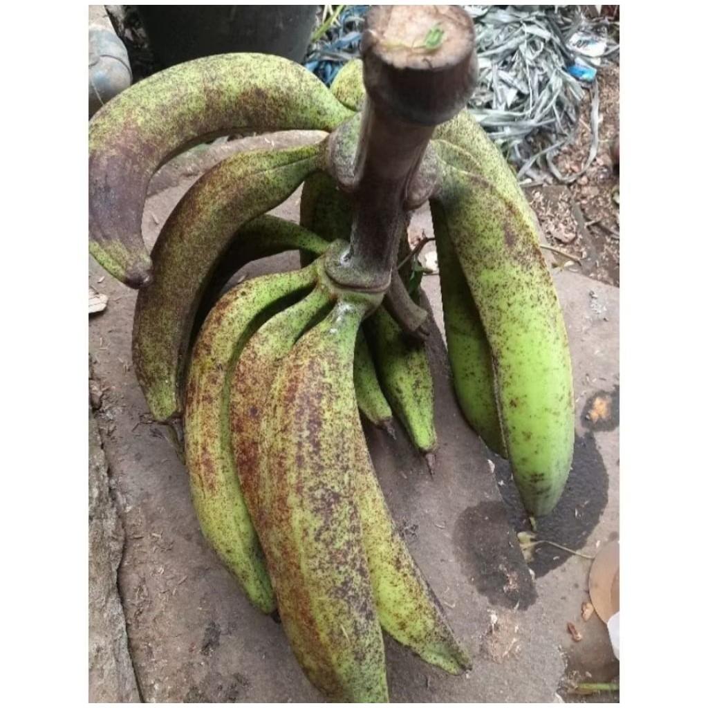 bibit anakan bonggol pisang tanduk sukabumi