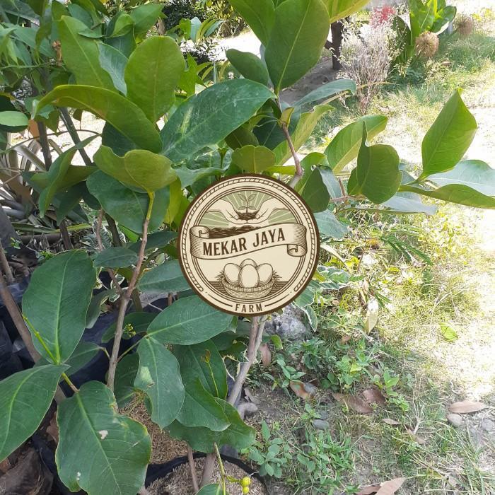 Bibit Unggul Pilihan Berkualitas TANAMAN BUAH JAMBU AIR HIJAU TANPA BIJI SUDAH BERBUNGA/BERBUAH CANG