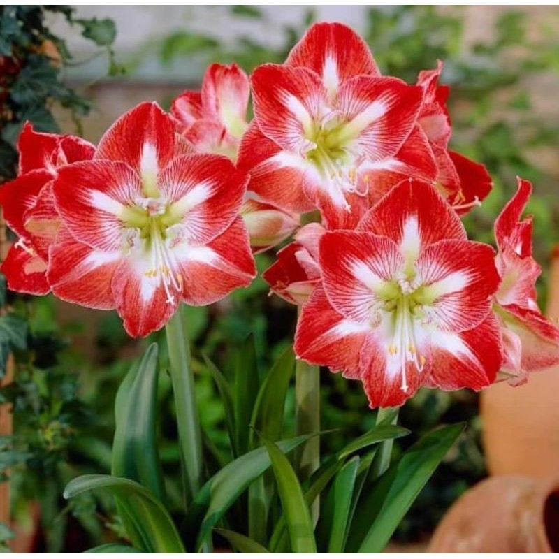 TANAMAN TERAS HIJAU - Tanaman hias Bakung amarilyys bunga merah air