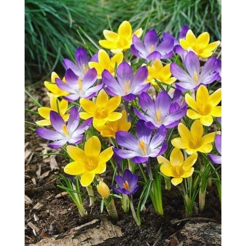 TANAMAN TERAS HIJAU - tanaman hias lili hujan Tanaman Hias Lili Hujan Bunga Hidup Rain lily Hujan / 