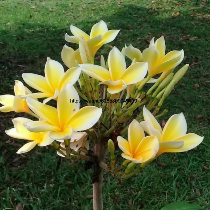 kamboja bunga kuning setekan