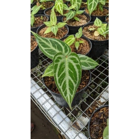 kuping gajah silver blush - tanaman kuping gajah silver - anthurium silver - TitipBibit