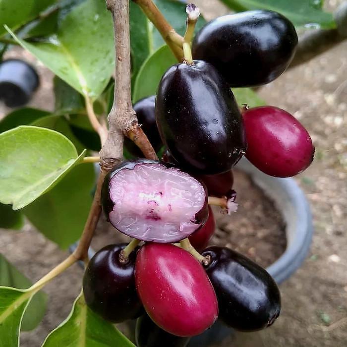Bibit Buah Juwet Hitam