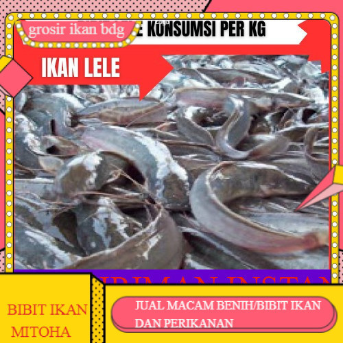 bibit lele sangkuriang konsumsi per kilo GROSIR BANDUNG