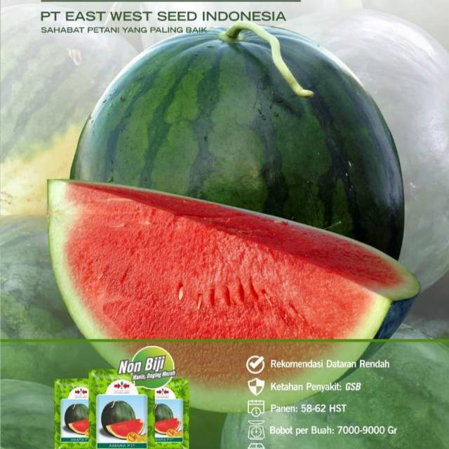 5 biji - Benih semangka AMARA F1 non biji (seedless) -MGS