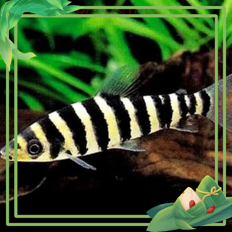 ikan kaos kaki Leporinus Fasciatus