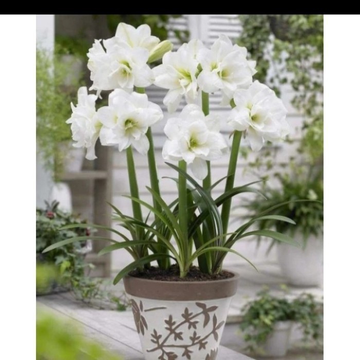 TANAMAN TERAS HIJAU - tanaman hias bakung amarilis bunga putih