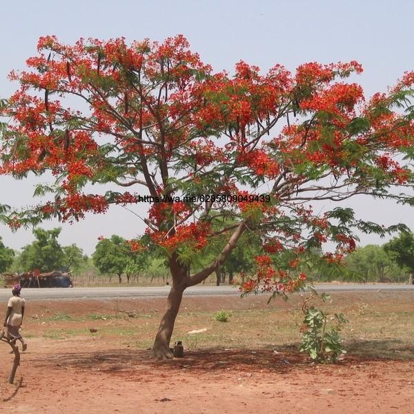 tanaman pohon Flamboyan/plambboyan/pohon Pelindung