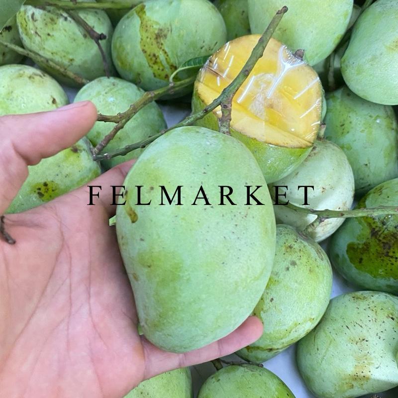 Buah Mangga Indramayu Fresh / Mangga Indramayu / 1 Kg