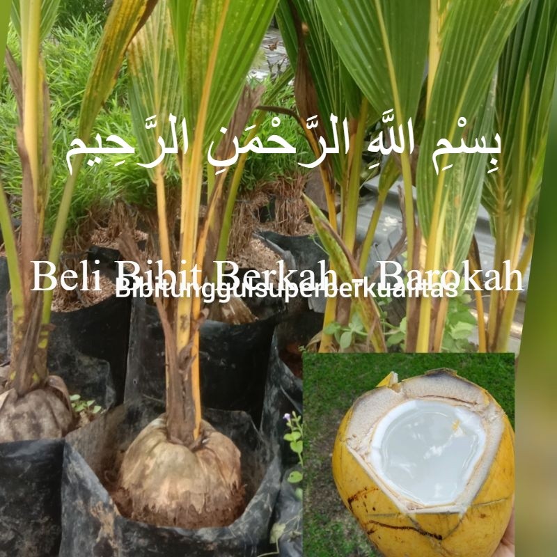 3 Bibit Kelapa Gading Kuning Berbuah pendek