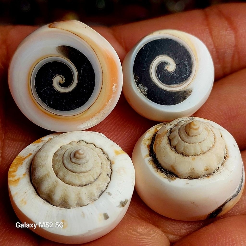 Lostune batu keong buntet lancip putih asli natural permata