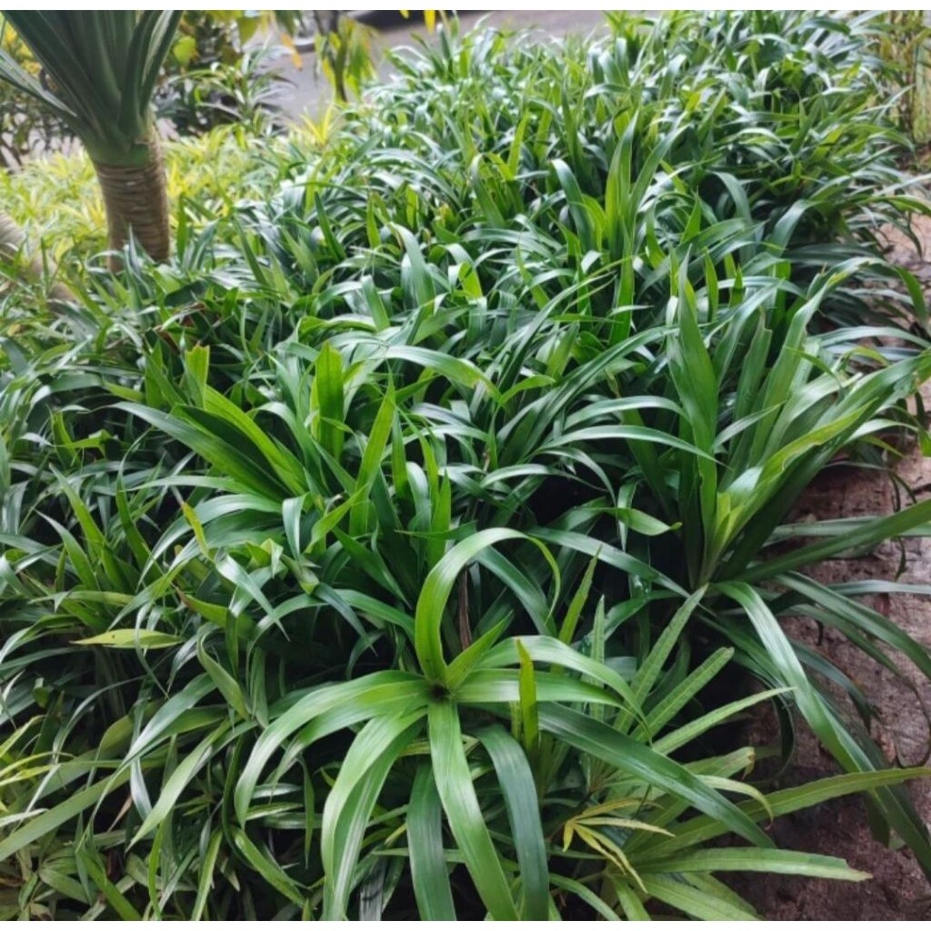 Bibit Tanaman Daun Suji - Bibit Pandan Suji Pewarna Alami Makanan - Pewarna Makanan - Daun Pandan Su