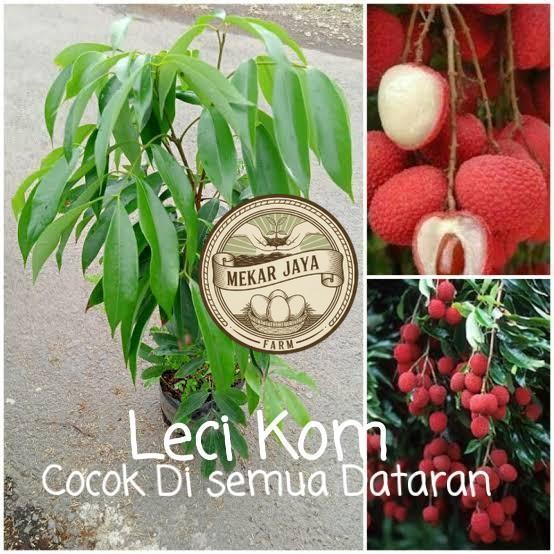 Bibit Unggul Pilihan Berkualitas Bibit Buah Leci Kom Cangkok Super Mekarjaya Farm