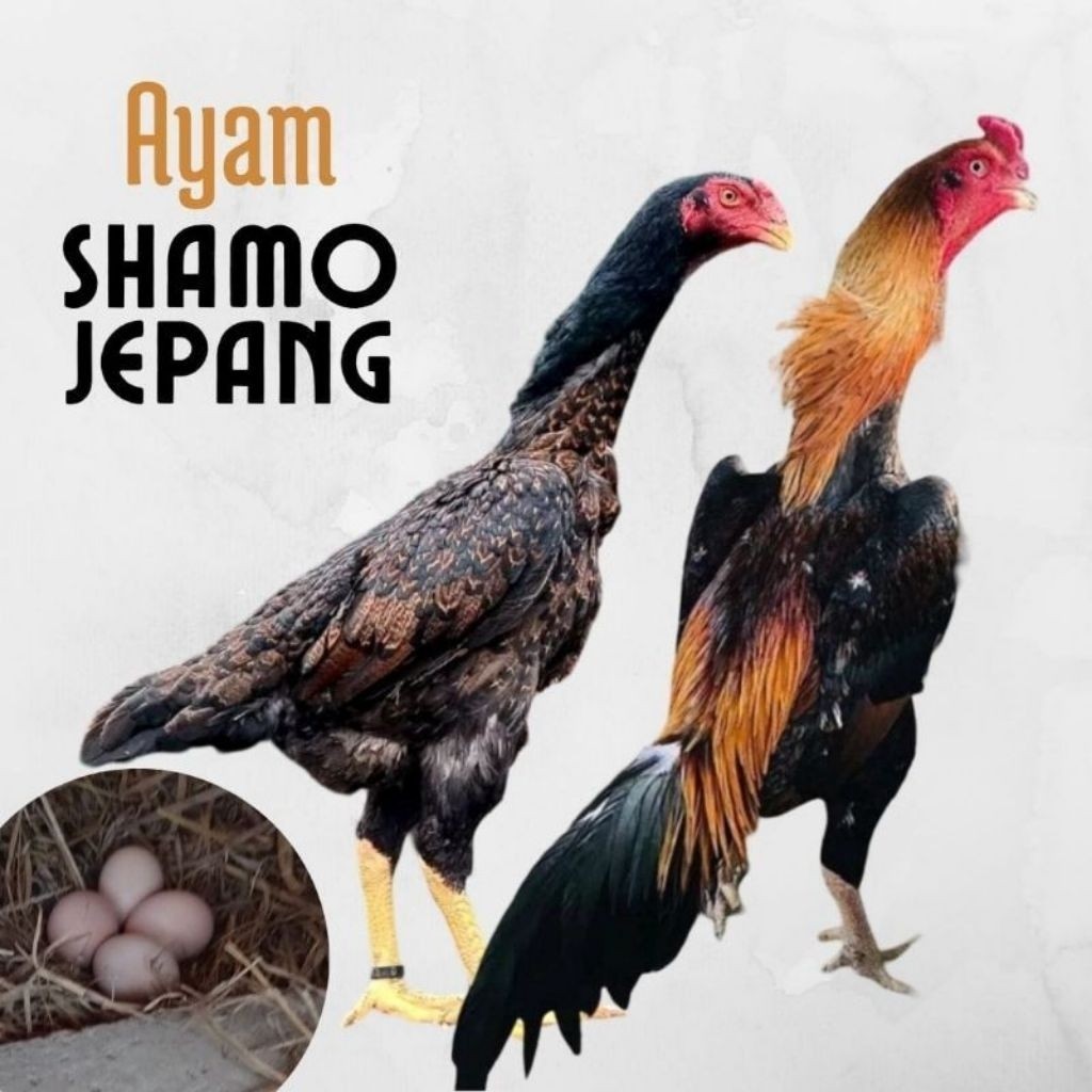 paket hemat 5 Telur Ayam Shamo Jepang Asli Fertil siap untuk ditetaskan Mekarjaya Farm