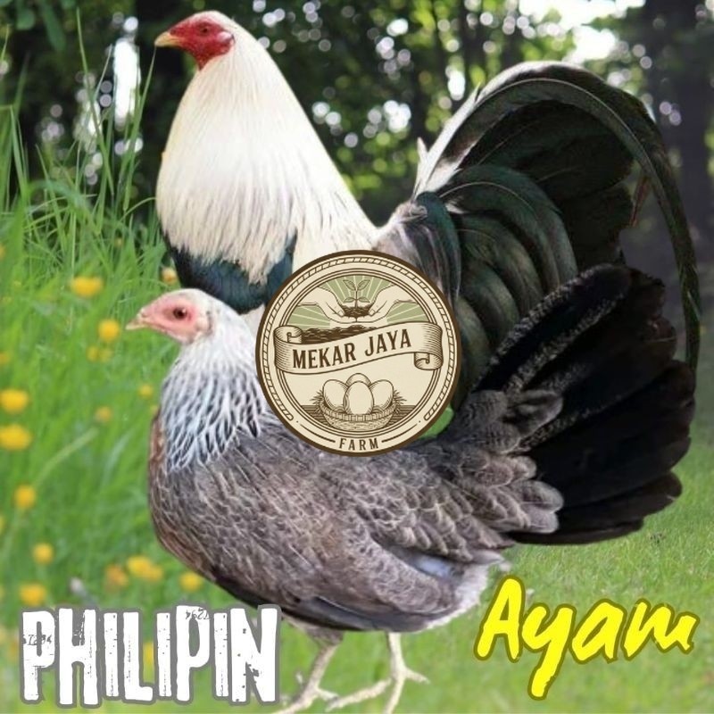 Telur Fertil Tetas Ayam Philipin import Asli Mekarjaya Farm