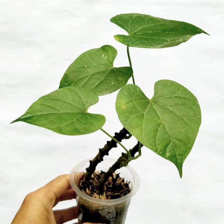 Tanaman Herbal stek Brotowali Hidup Untuk Obat-Obatan