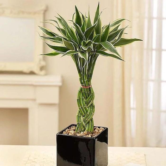 tanaman hias sri rejeki bambu hoki kepang - sri rejeki bambu hoki