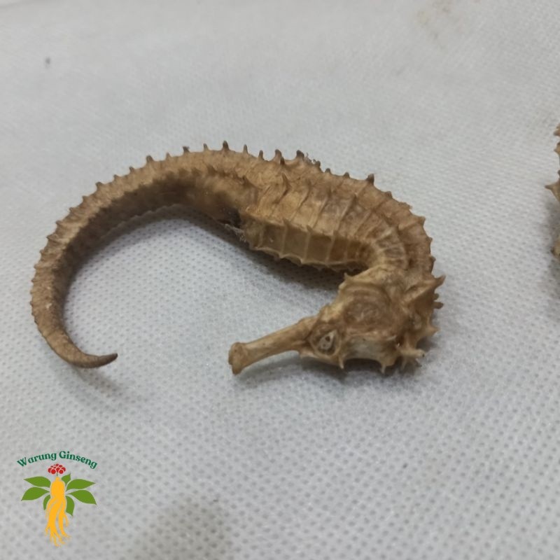 Kuda Laut Kering Asli 100% | Isi Rendaman Ginseng