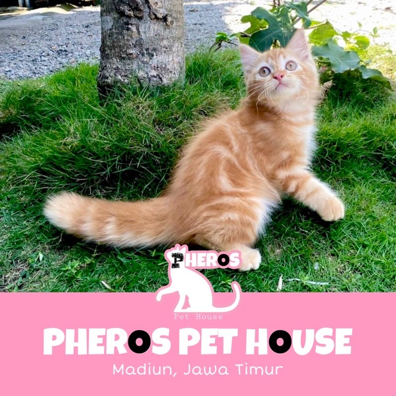 Kucing Persia Red Marble Orange #pherospethouse #pheroskucingcomel PHEROS PET HOUSE