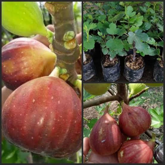 bibit buah tin merah jumbo