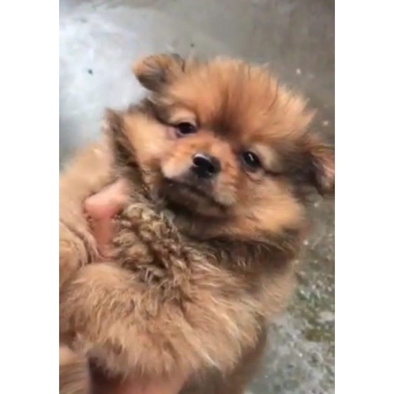 Anakan Anjing Mini Pomeranian Mini Pom Jantan Betiina