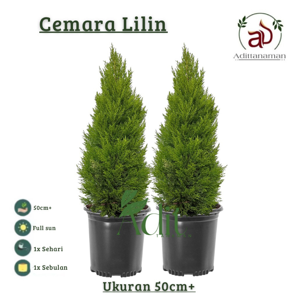 Tanaman hias cemara lilin  tinggi 50cm+ tanaman hias cemara cemara lilin Cemara Natal Cemara lilin (